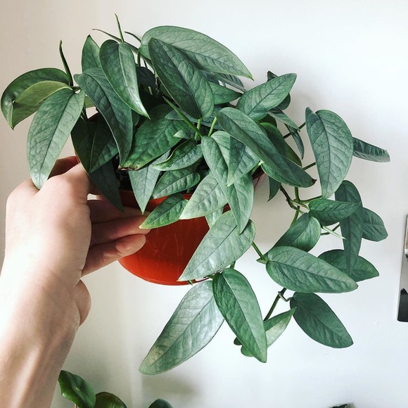 Urban Outfitters Other - Cebu Blue Pothos cutting